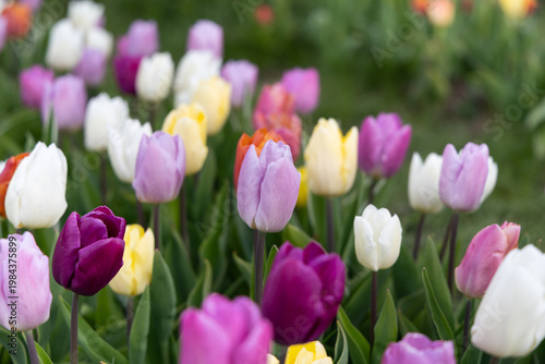 Pastel purple white and yellow tulips in soft spring light