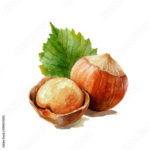 Watercolor Hazelnut vector, artistic painting style, high-resolution illustration on a pure white background.