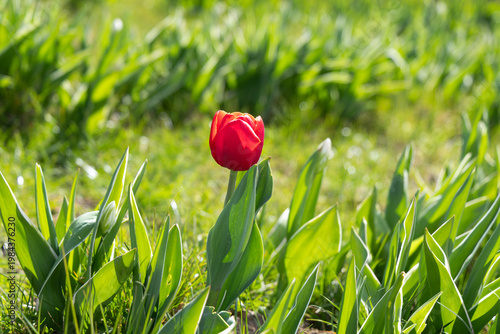 Single tulip standing in green field with natural light