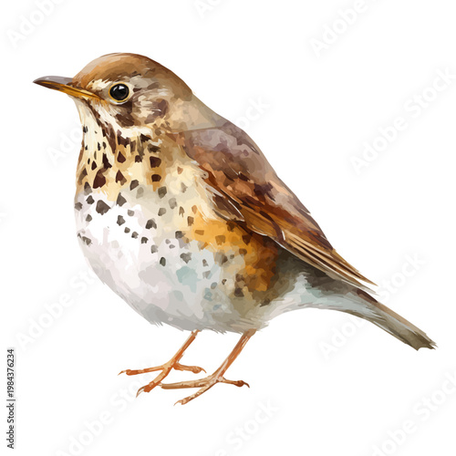 Watercolor painting of Thrush, detailed and artistic vector illustration on a white background.