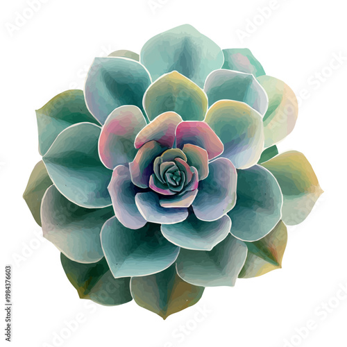 Stylized watercolor Succulent Rosette vector, modern artistic illustration with high-quality details on a pure white background.