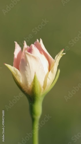 A delicate flower bud in the rain, symbolizing new beginnings and hope