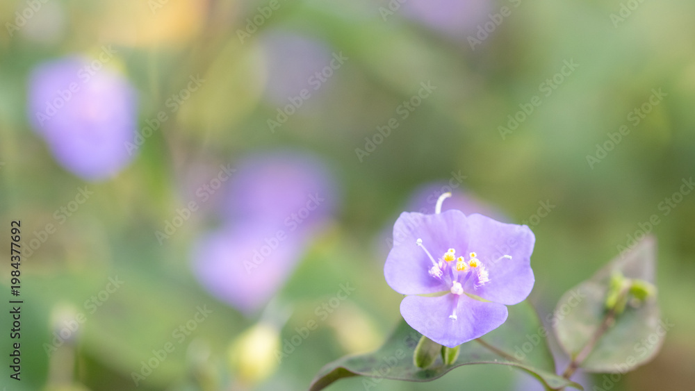 Fototapeta premium Soft purple wildflower with copy space – calm nature background