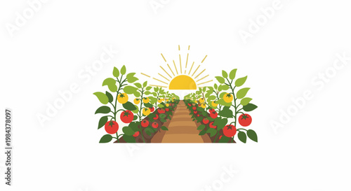 Rows of ripe tomatoes grow under a bright sun in a garden