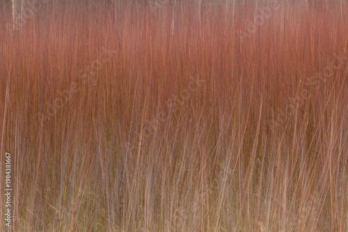 ABSTRACCIÓN DE UNA PLANTACION DE MIMBRE (Salix Viminalis)