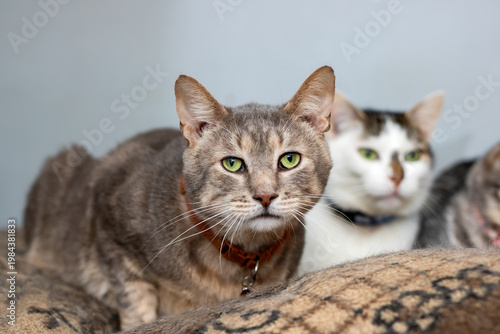 Calm domestic cats share strong bond while observing their surroundings attentively