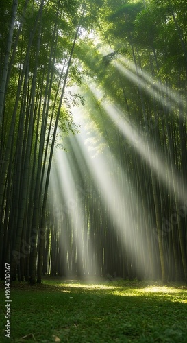 Sunbeams pierce through a dense bamboo forest creating a mystical atmosphere with light rays illuminating the lush green foliage and forest floor
