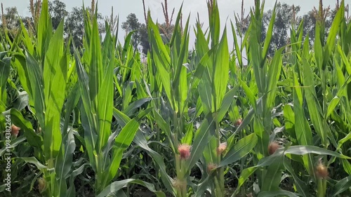 Vibrant Green Cornfield Under Sun Nature Video