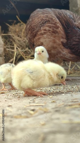 Mother Hen Feeding Chicks Grains on Farm Ground, Organic Poultry Farming and Livestock Agriculture