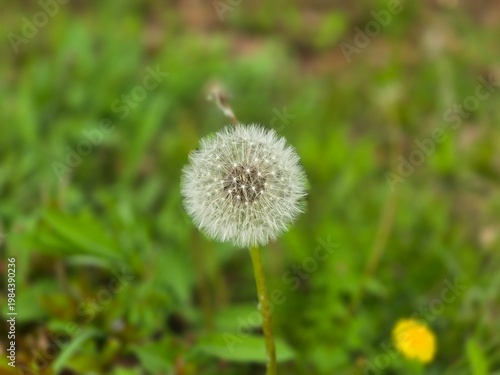 A beautiful and delicately blooming dandelion along the walking path
