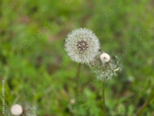 A beautiful and delicately blooming dandelion along the walking path