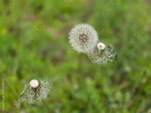 A beautiful and delicately blooming dandelion along the walking path