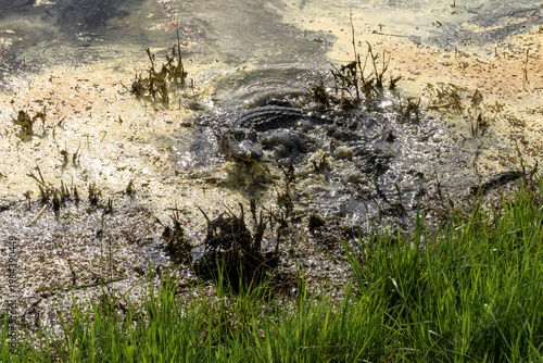 a rowled up alligator in the Savannah National Wildlife Refuge