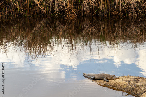 alligator sunning on the riverbank in the Savannah National Wildlife Refuge