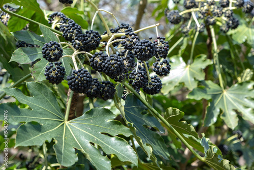 Clusters of dark berries on a Fatsia japonica shrub with green palmate leaves