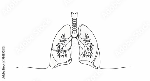Anatomical illustration of the human respiratory system, lungs and trachea