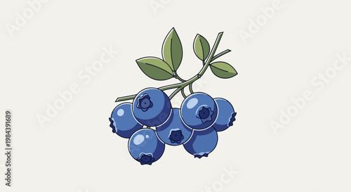 Bunch of blueberries with leaves on a stem