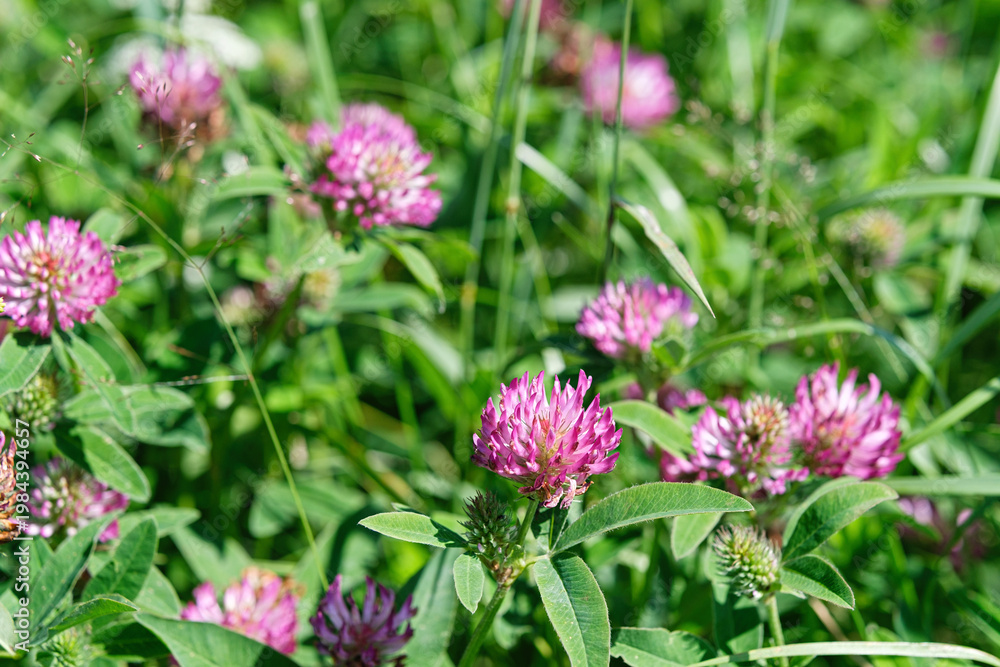Fototapeta premium Red clover (Trifolium pratense) blooming in green summer field, medicinal herb flower