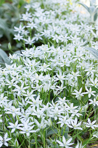 Blooming Ornithogalum (Star of Bethlehem) flowers in spring garden