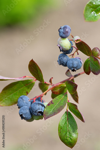 Eco-friendly blueberry Vaccinium corymbosum on bush, natural organic harvest