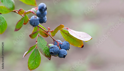 Fresh blueberry branch for summer recipes, garden inspiration with ripe berries
