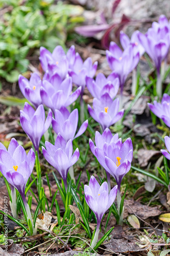 Purple crocus flowers blooming in early spring garden. Small group of first spring blossoms rising from soil.