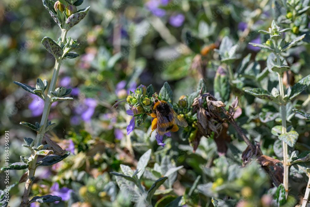 Fototapeta premium Una abeja al comienzo de la primavera