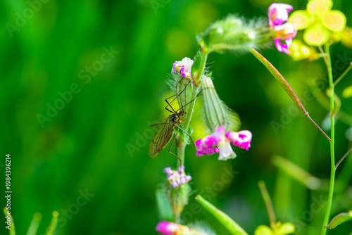 Insecto al comienzo de la primavera