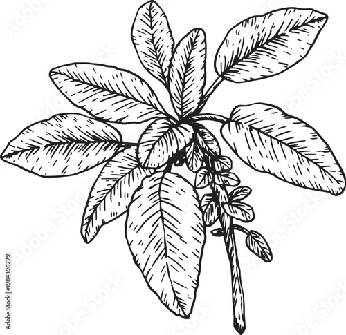 A black and white floral vector illustration featuring a silhouette of a cannabis plant branch with decorative hemp leaves for a seamless nature design