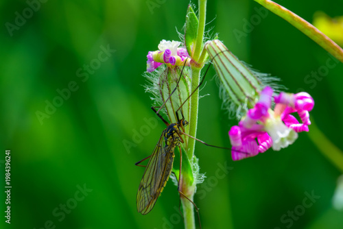 Insecto al comienzo de la primavera