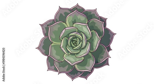 Succulent Plant Watercolor Illustration on White Background.