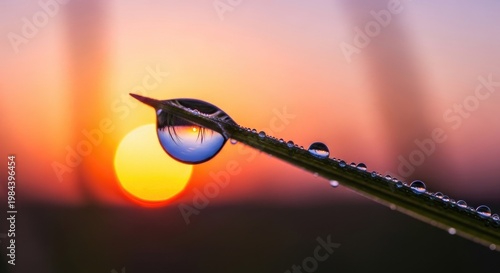 Sunrise Reflection in Dewdrop on Blade of Grass.