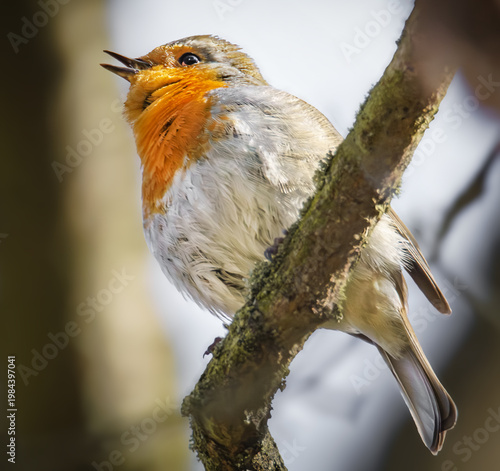 Zwitscherndes Rotkehlchen im Baum