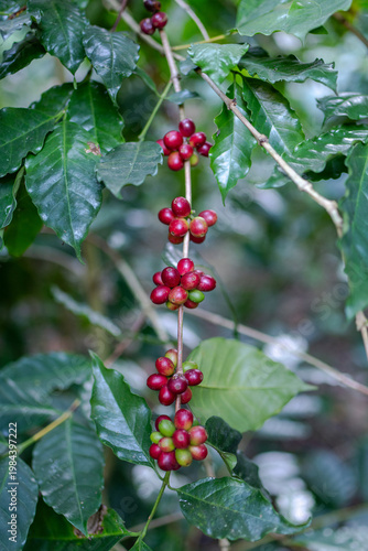 Ripe Red Coffee Cherries On A Lush Plantation Branch