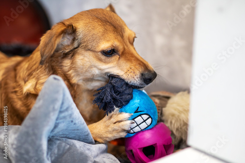 Intimate image showcasing calm dog relaxing with its favorite toy and surroundings
