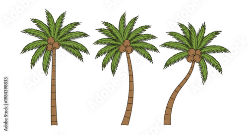 Three different illustrations of coconut palm trees with green fronds and brown trunks against a white background.