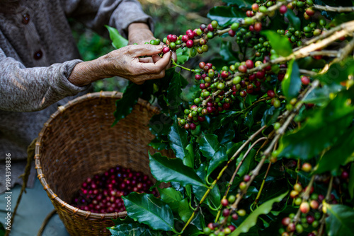 Elderly Farmer Harvesting Ripe Coffee Cherries Into Woven Basket