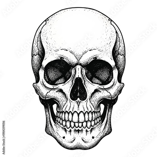 Detailed illustration of a human skull.