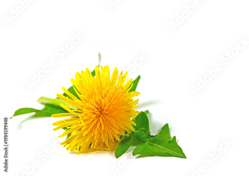 Löwenzahnblüten vor weißen Hintergrund