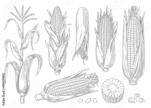 Hand drawn sweet corn illustration set.  Sketch corn set, vintage maize vegetable illustration with detailed engraving style.