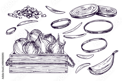 Hand drawn ink illustration of onion set in wooden box. Vegetable sketch for culinary recipe, organic food packaging and grocery store design. Linear monochrome organic farming concept.