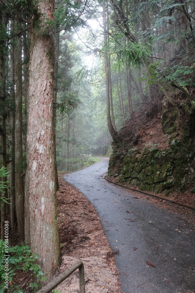 Obraz premium Mystical Forest Path Through Ancient Trees