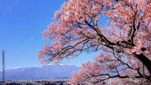上ノ平城跡の一本桜