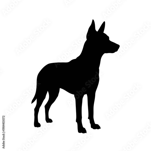 Black Silhouette of a Standing Belgian Malinois Shepherd Dog