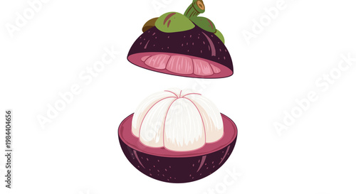Detailed vector illustration of a fresh mangosteen fruit cut in half to show the white segments inside its thick purple rind layer.
