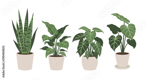 Selection of four common indoor houseplants in simple ceramic pots including a snake plant and different monstera leaf varieties.