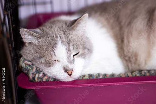 Calm cat in cozy enclosure. Peaceful cat curled up inside refuge with gentle expression