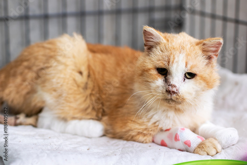 Fotografi Injured orange cat lying on blanket with bandaged paw and healing wounds under v
