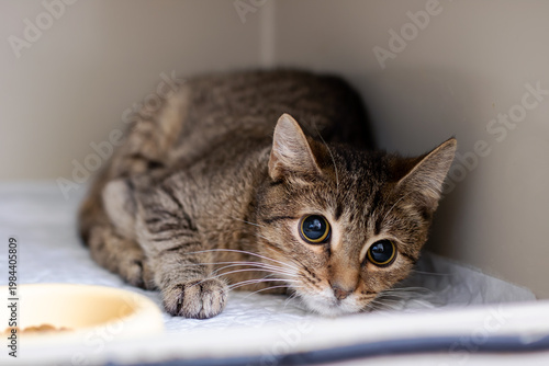 Timid tabby cat hiding in kennel wide eyes and crouched posture showing nervous intake state