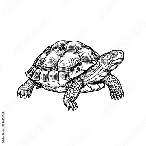 Turtle Walking on Land Slowly Forward.